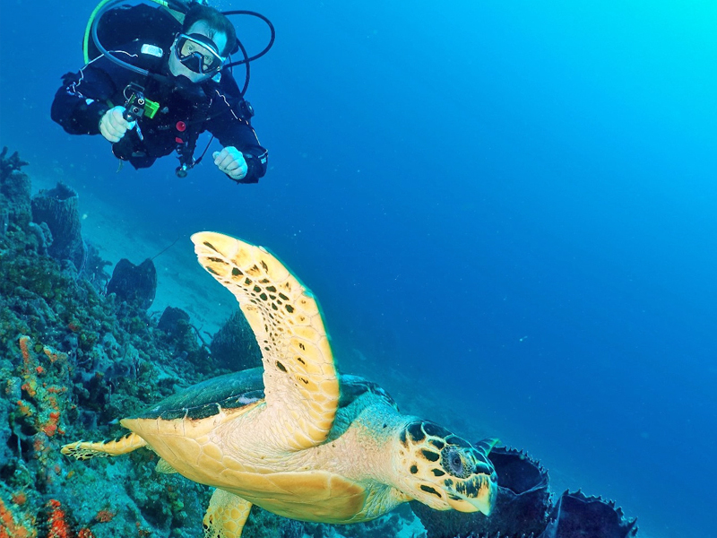 Manta Suites at Tobago Dive Experience 